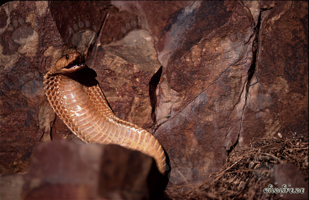 Le fascinant cobra du Cap - une beauté dangereuse d'Afrique du Sud