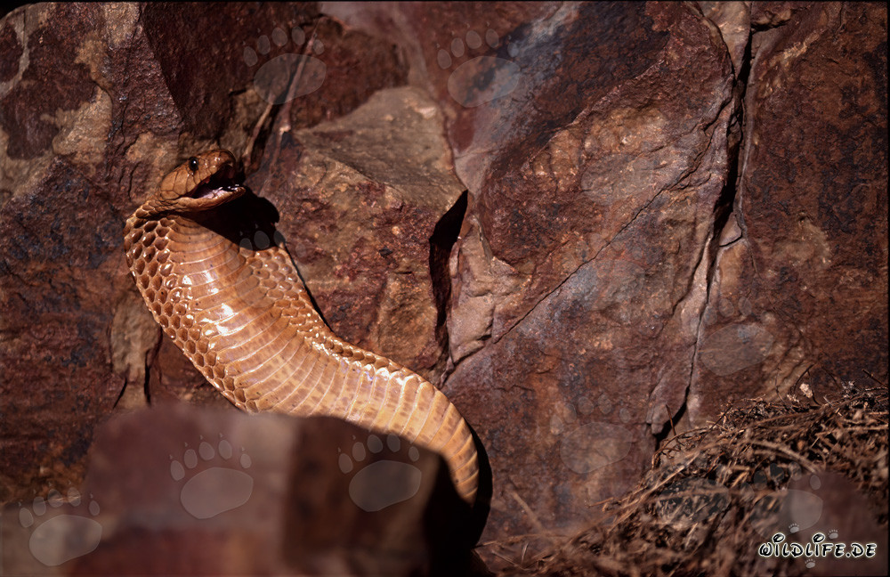 Die faszinierende Kapkobra - eine gefährliche Schönheit aus Südafrika