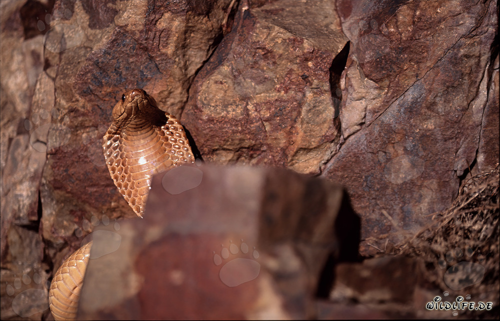 Cape Cobra - Majestic Venomous Snake in the Gansbaai Mountains