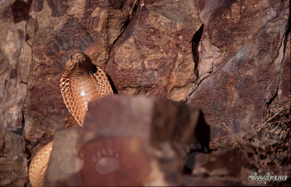 Kapkobra - Majestätische Giftschlange in den Gansbaai Mountains