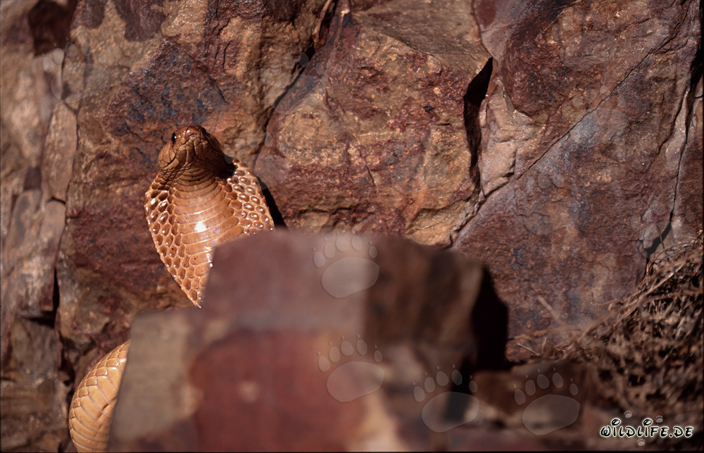 Kapkobra - Serpent venimeux majestueux dans les montagnes de Gansbaai