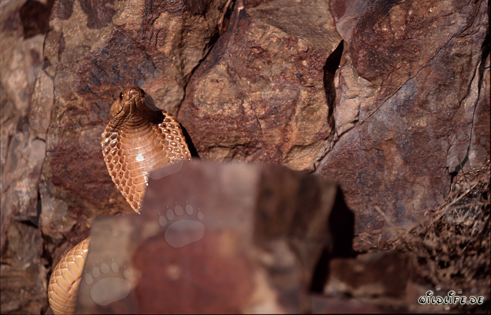 Kapkobra - Serpente velenoso maestoso nelle montagne di Gansbaai