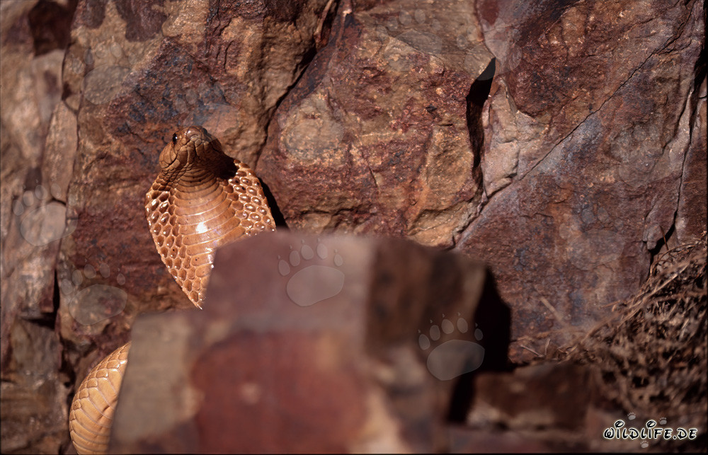 Kapkobra - Serpiente venenosa majestuosa en las montañas de Gansbaai