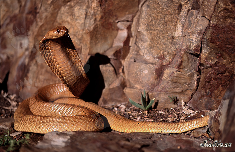 Ejemplar de la cobra del Cabo: Fascinante serpiente venenosa del Fynbos de Overberg