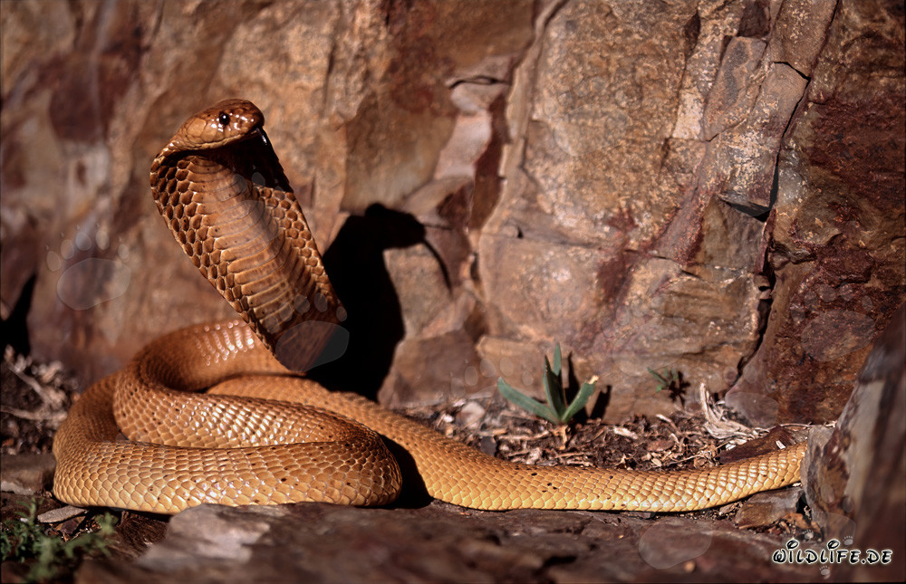 Esemplare del cobra del Capo: Affascinante serpente velenoso del Fynbos di Overberg