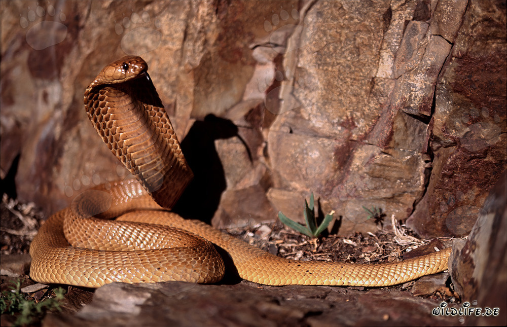 Golden Cape Cobra: Magnificent Venomous Snake of the Overberg Fynbos