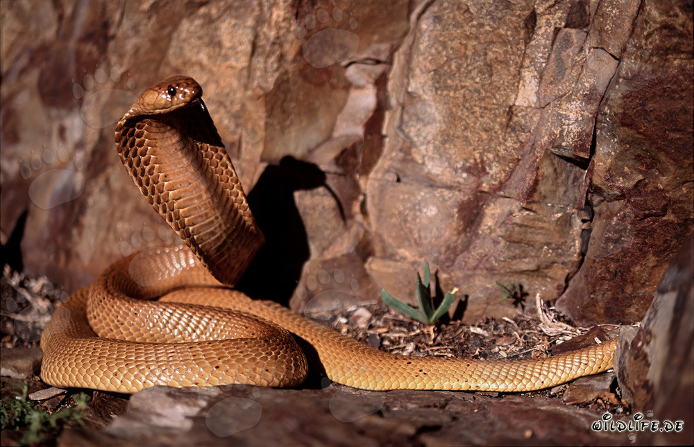 Prachtexemplar der Kapkobra: Faszinierende Giftnatter des Overberg Fynbos