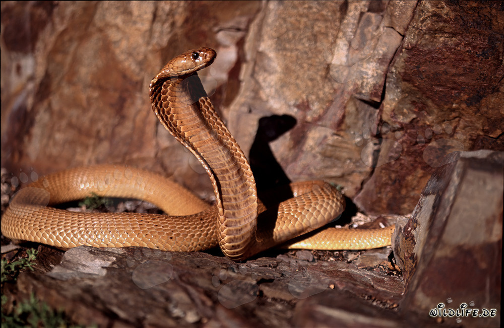 Fascinating Cape Cobra in the sunny Fynbos