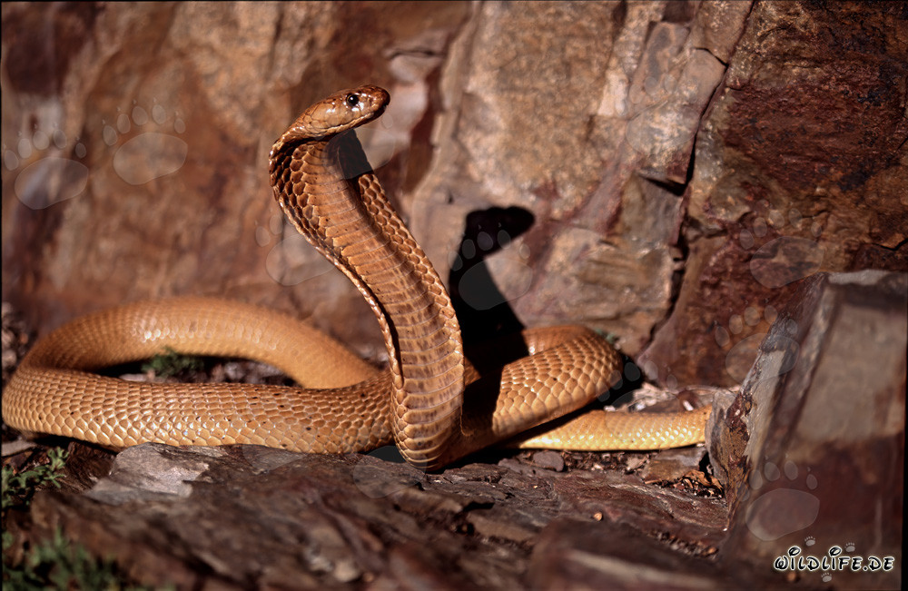 Cobra du Cap fascinante dans le Fynbos ensoleillé