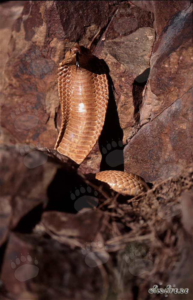 Impresionante Cobra del Cabo despliega su capucha