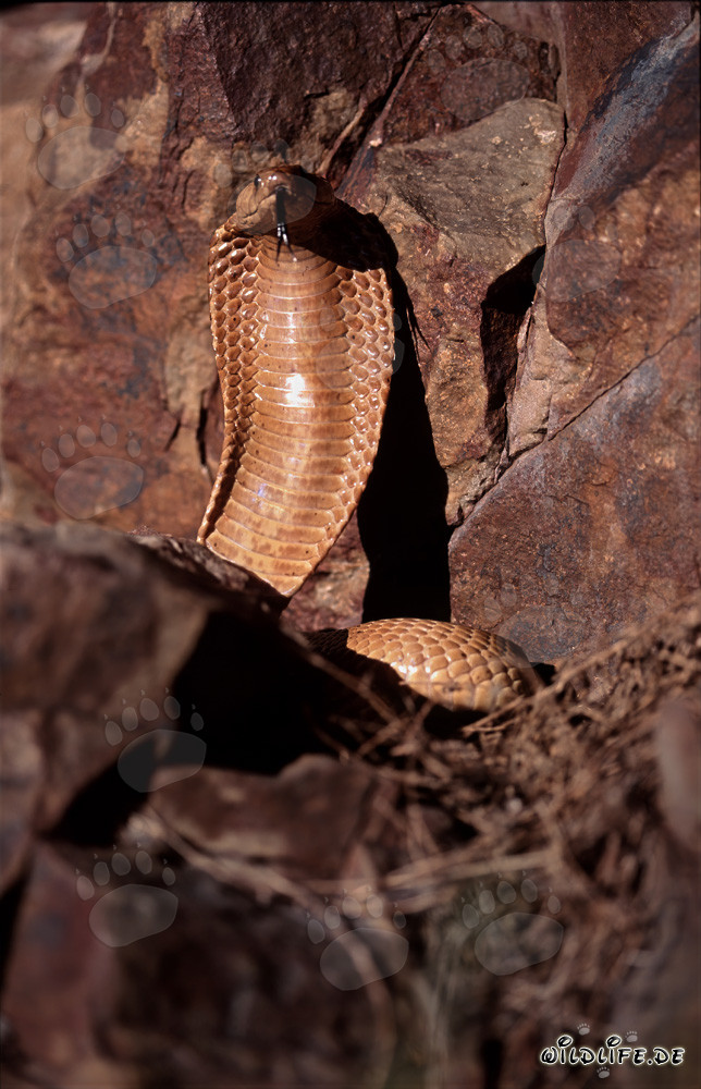 Imponente Cobra del Capo spiega il suo cappuccio