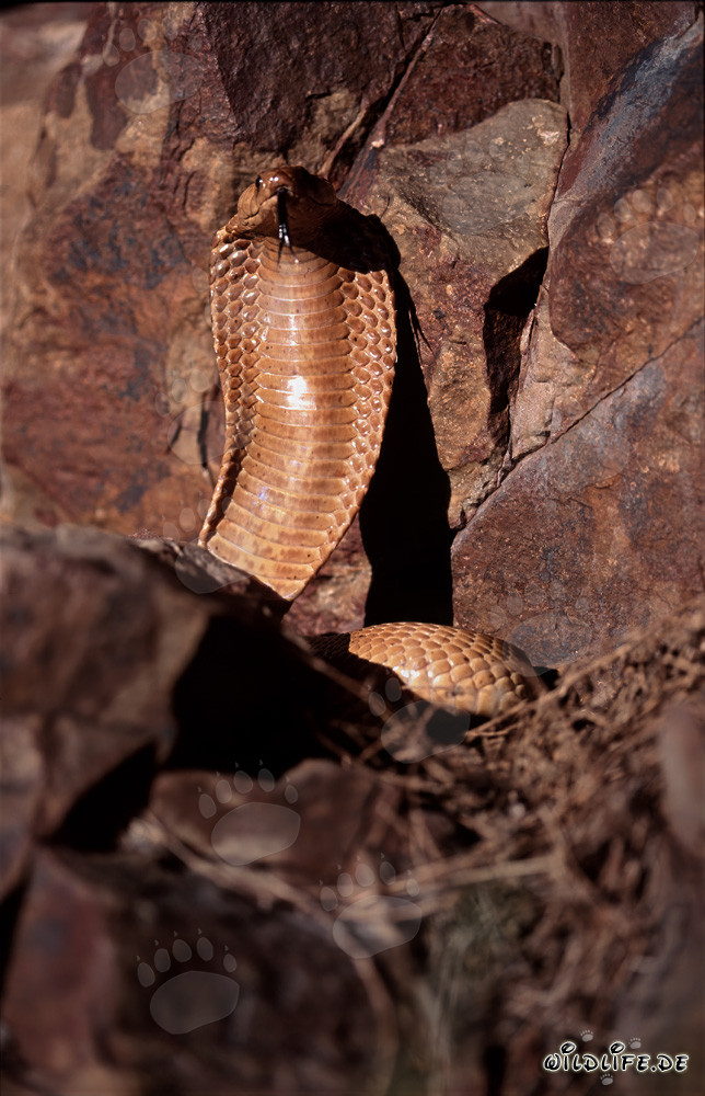 Impressionnant Cobra du Cap déploie sa capuche