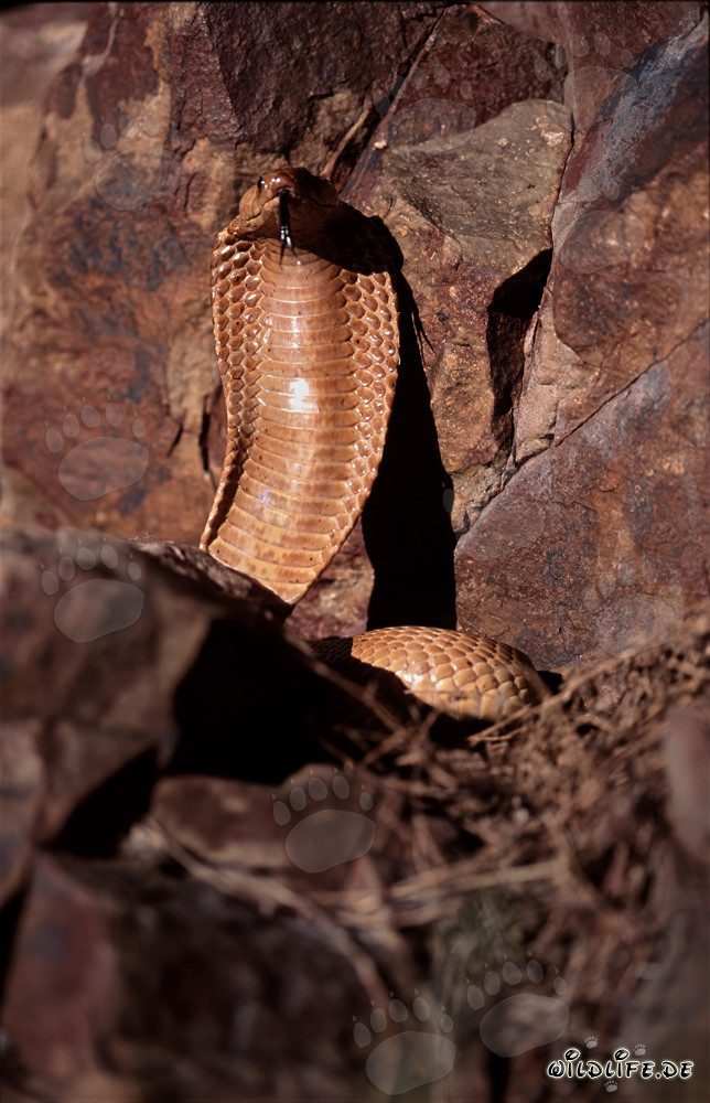 Imposante Kapkobra breitet ihre Kapuze aus