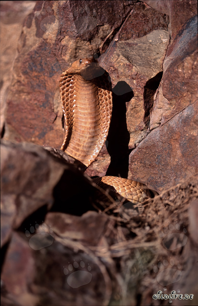 Majestic Cape Cobra in rocky surroundings