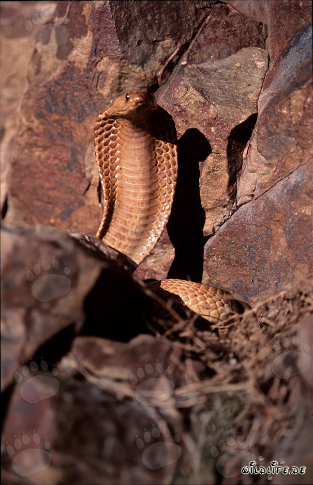 Imponente Cobra del Cabo en un entorno rocoso
