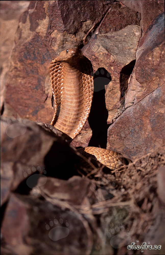Imponente Cobra del Capo in un ambiente roccioso