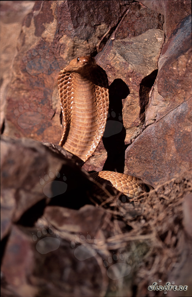 Cobra du Cap imposante dans un environnement rocheux