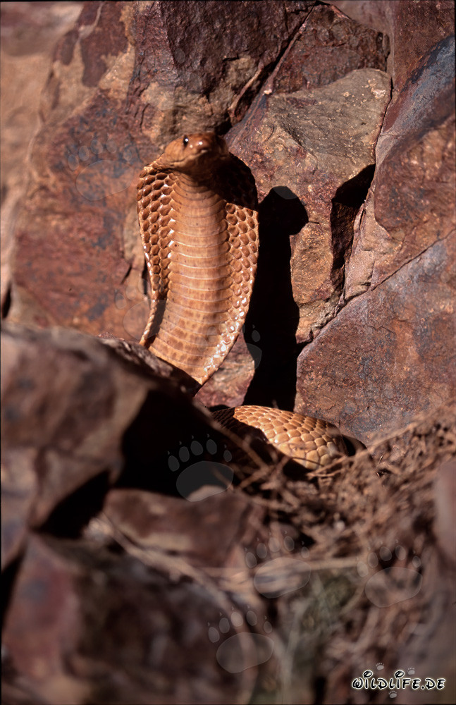 Imposante Kapkobra in felsiger Umgebung