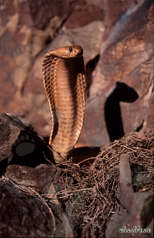Cape Cobra: A fascinating and dangerous beauty