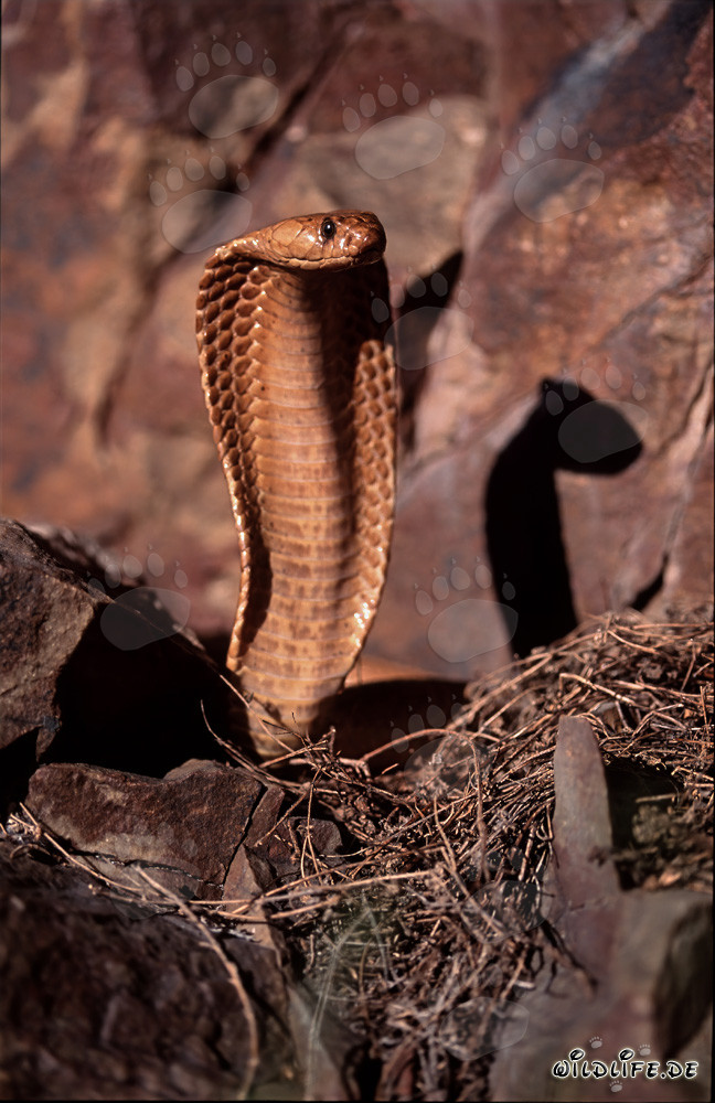 Kapkobra: Una belleza fascinante y peligrosa