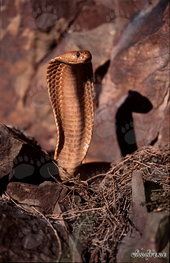 Kapkobra: Una bellezza affascinante e pericolosa