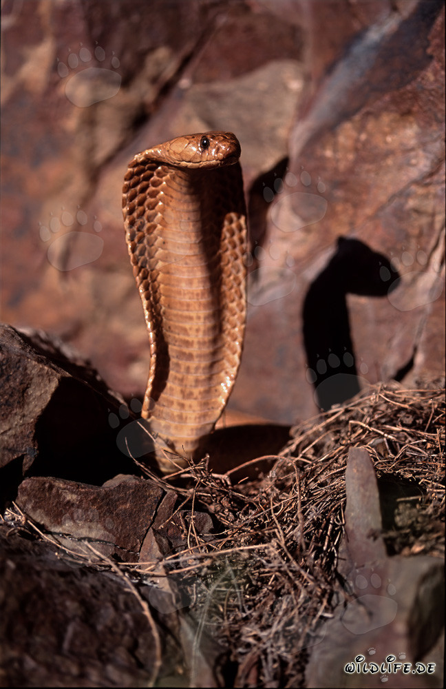 Kapkobra: Eine faszinierende und gefährliche Schönheit