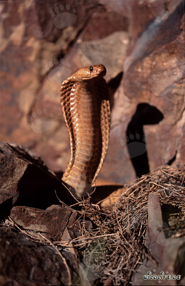 Fascinating Cape Cobra in the Gansbaai Mountains