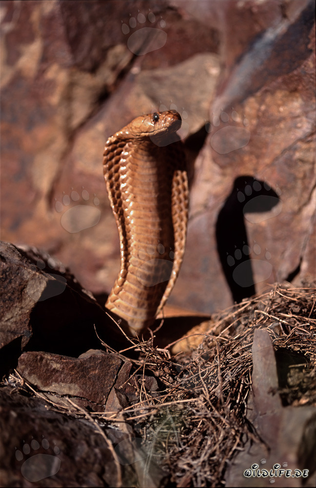 Fascinante Cobra del Cabo en las montañas de Gansbaai