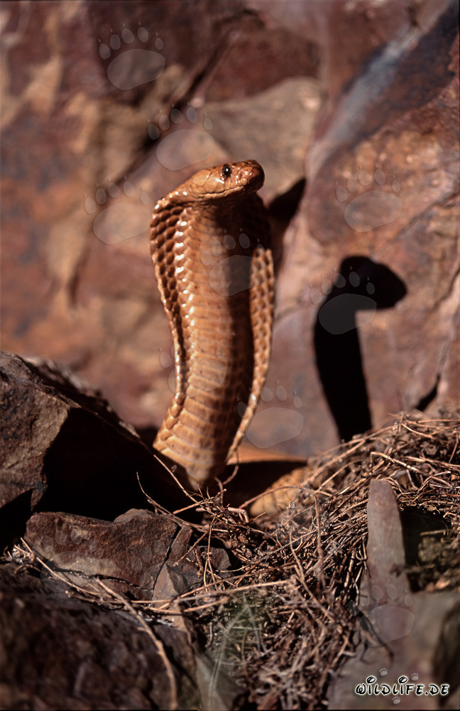 Affascinante Cobra del Capo nelle montagne di Gansbaai