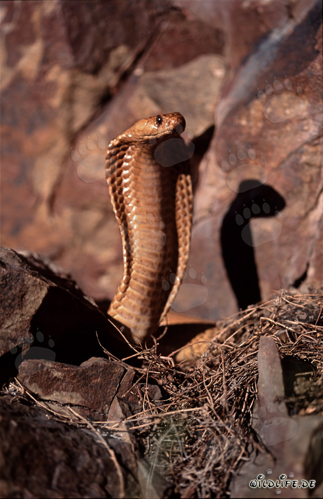 Cobra du Cap fascinante dans les montagnes de Gansbaai