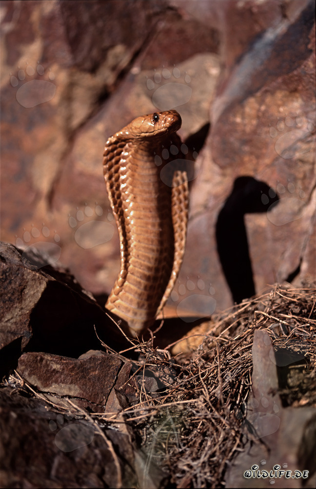 Faszinierende Kapkobra in den Gansbaai Mountains