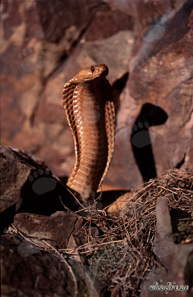 Fascinating Cape Cobra in the Gansbaai Mountains