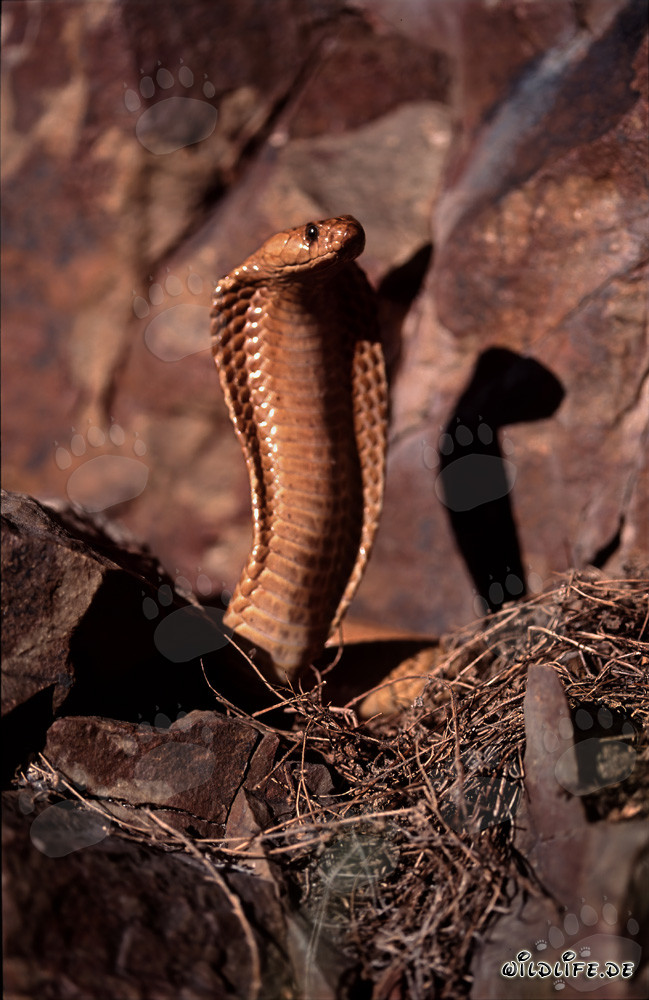Cobra del Cabo fascinante en las montañas de Gansbaai