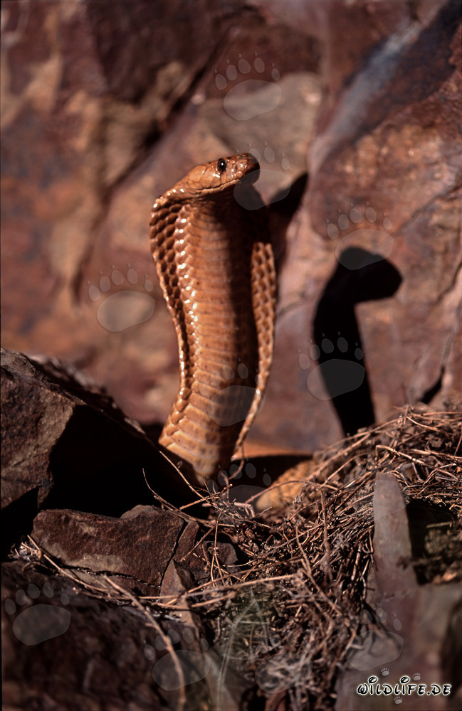 Cobra du Cap fascinante dans les montagnes de Gansbaai