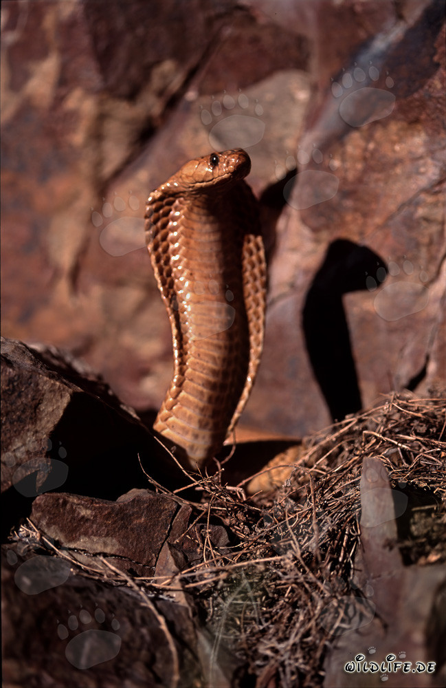 Faszinierende Kapkobra in den Gansbaai Mountains