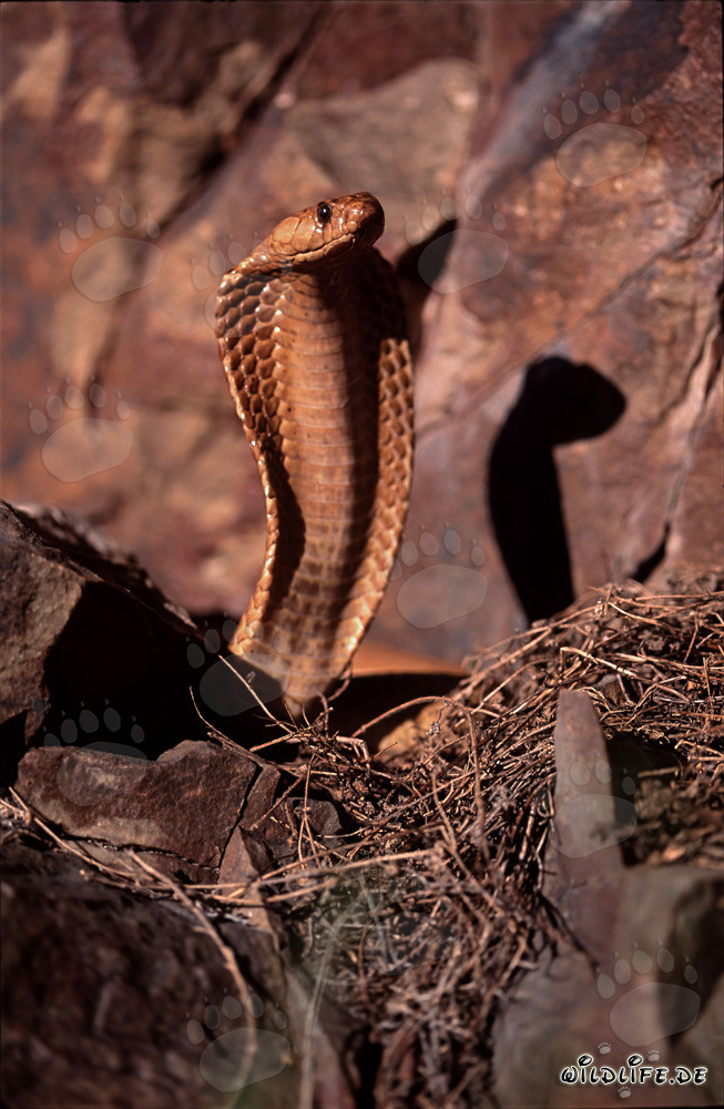 The Dangerous Beauty of the Cape Cobra