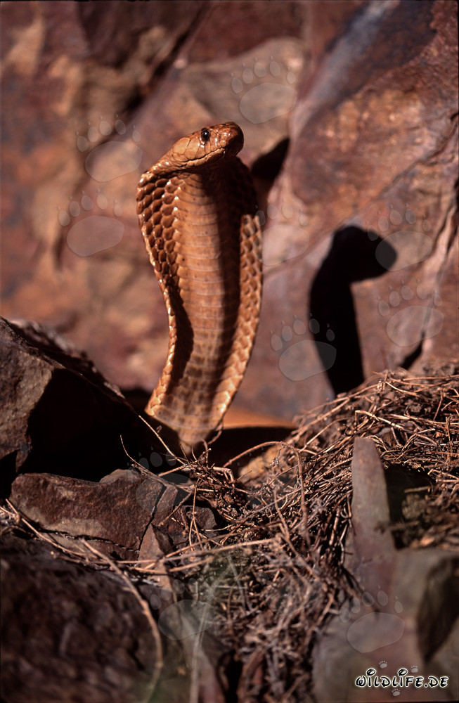 La peligrosa belleza de la cobra del Cabo