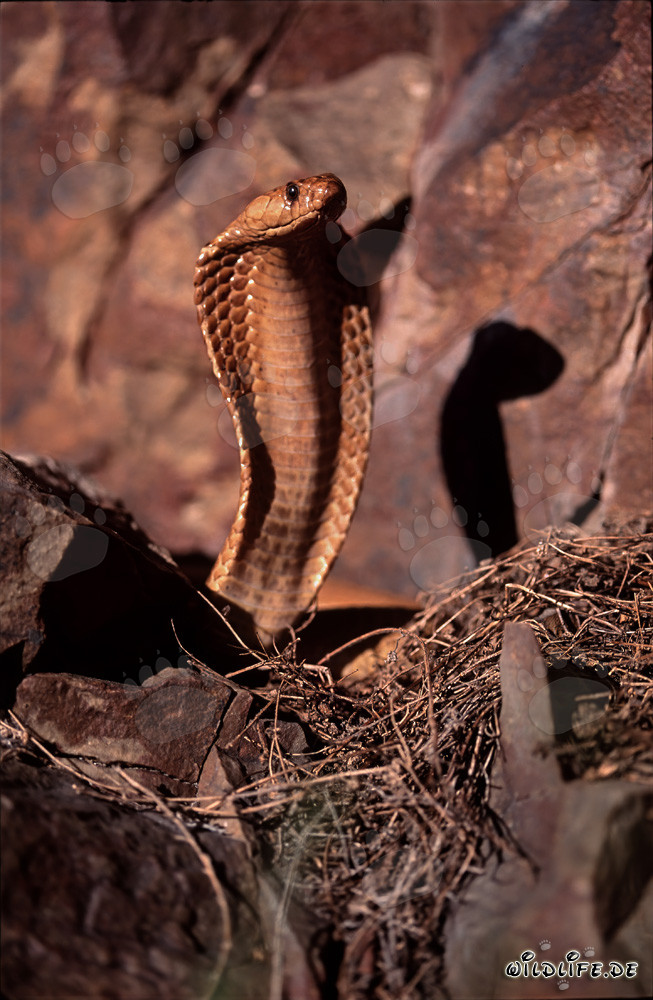 La beauté dangereuse du cobra du Cap