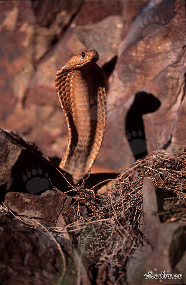 La pericolosa bellezza del cobra del Capo