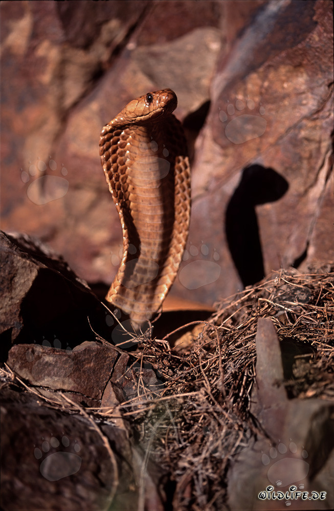 Die gefährliche Schönheit der Kapkobra