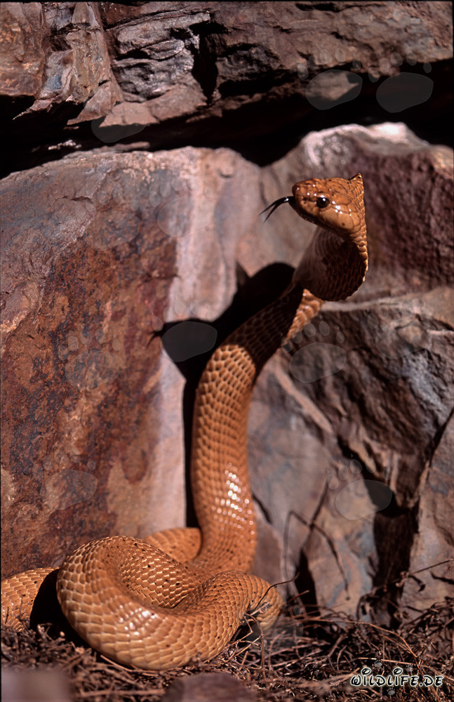 Fascinante cobra del Cabo observando una grieta en las montañas de Gansbaai