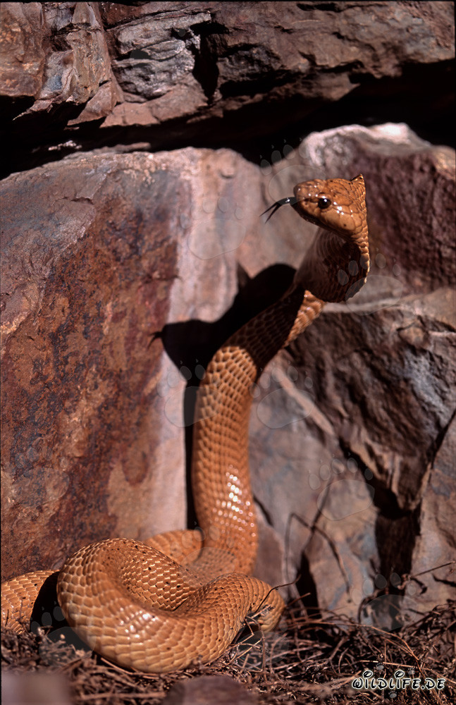 Cobras du Cap fascinantes observant une crevasse dans les montagnes de Gansbaai