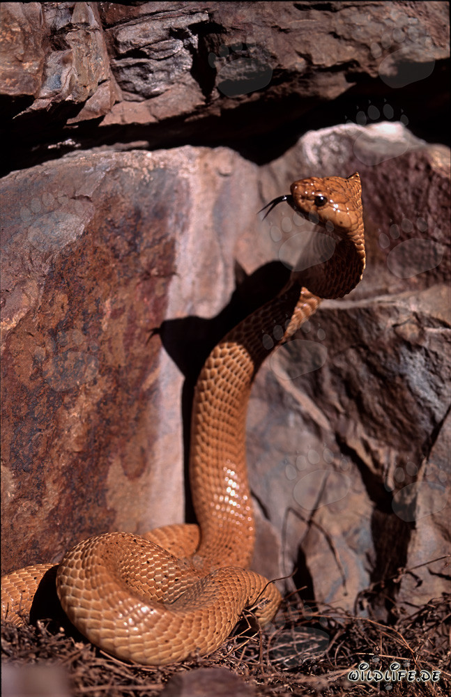 Affascinante cobra del Capo osserva una crepa nelle montagne di Gansbaai