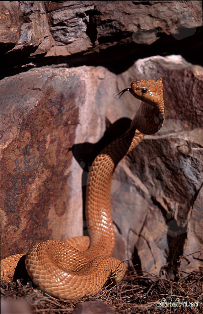 Faszinierende Kapkobra beobachtet Felsspalte in den Gansbaai Mountains