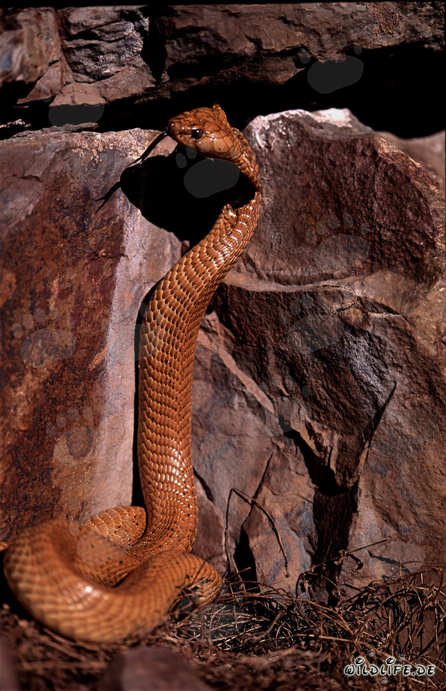 Impressive Cape Cobra posing in front of colorful rock wall