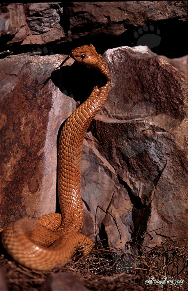 Cape Cobra impressionnante posant devant un mur de roche coloré