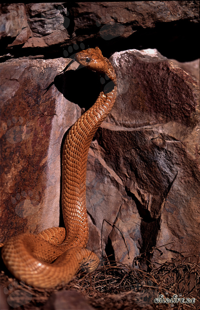 Impresionante Cobra del Cabo posando frente a una colorida pared de roca