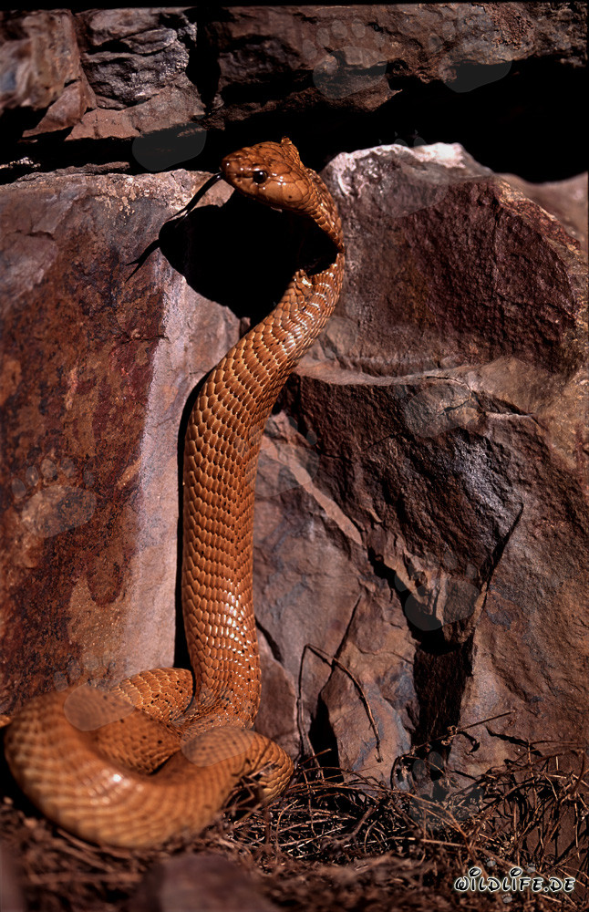 Imponente Cobra del Capo in posa davanti a un colorato muro di roccia