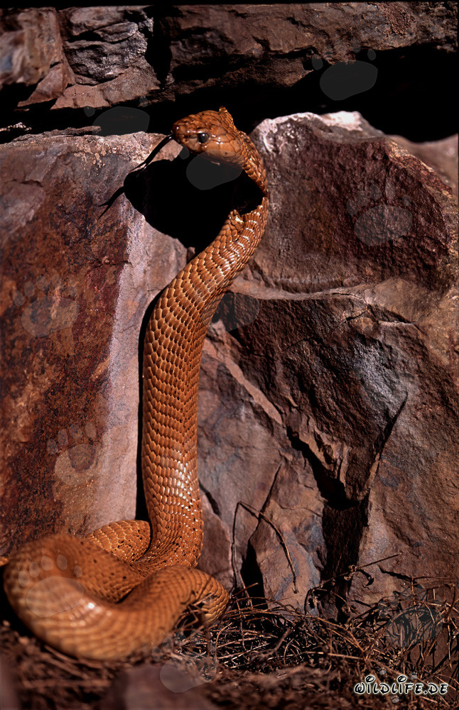 Imposante Kapkobra posiert vor farbenfroher Felswand