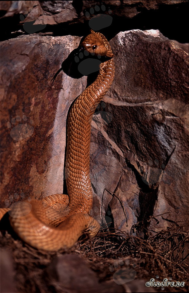 Fascinating Cape Cobra in its natural habitat